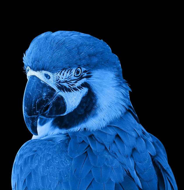 Blue Parrot Software LLC